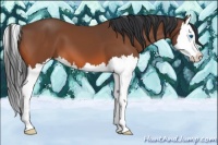 Horse Color:Bay Splash 