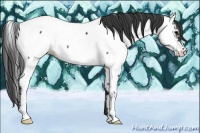 Horse Color:Blue Roan Appaloosa 