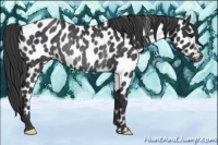 Horse Color:Black Appaloosa Rabicano 