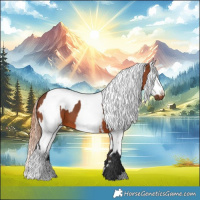 Horse Color:Bay Sabino  and Bay Sabino Appaloosa 