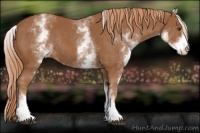 Horse Color:White Spotted Chestnut Rabicano 