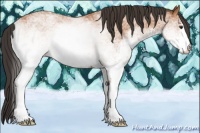 Horse Color:White Spotted Bay Rabicano 