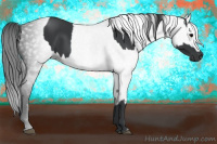 Horse Color:Black and Gray Black