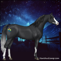Horse Color:Black  and Black Splash 
