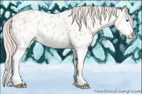 Horse Color:Silver Classic Champagne Dun Splash Appaloosa