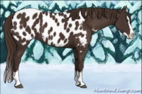 Horse Color:Liver Chestnut Sabino Splash Appaloosa 