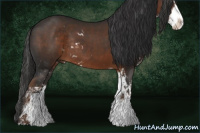 Horse Color:Liver Chestnut Sabino Rabicano 