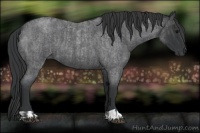Horse Color:Blue Roan  and Blue Roan 