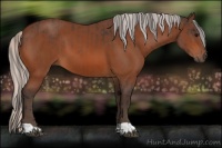 Horse Color:Bay  and Silver Bay 