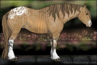 Horse Color:Buckskin Appaloosa  and Buckskin Appaloosa 