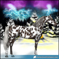 Horse Color:Silver Brown Tobiano Appaloosa 