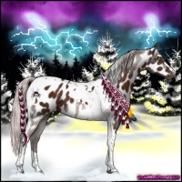 Horse Color:Silver Brown Tobiano Appaloosa 