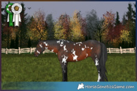 Horse Color:White Spotted Brown Sabino
