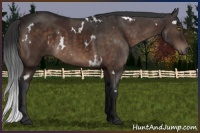 Horse Color:White Spotted Brown