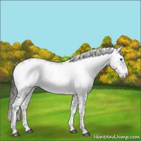 Horse Color:Liver Chestnut Frame 