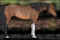 Horse Color:Bay Rabicano