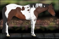 Horse Color:Brown Tobiano 