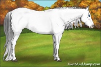 Horse Color:Liver Chestnut Frame 
