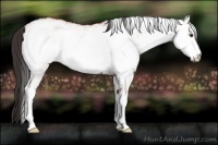 Horse Color:White Spotted Bay 