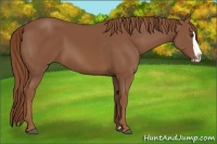 Horse Color:Chestnut Splash 
