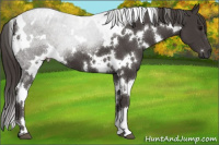 Horse Color:White Spotted Smoky Black 