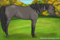 Horse Color:Grullo Rabicano 