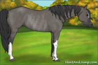 Horse Color:Grullo Rabicano 