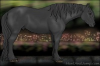 Horse Color:Black 