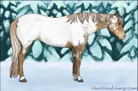 Horse Color:Chocolate Palomino Appaloosa 