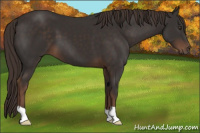 Horse Color:Liver Chestnut 