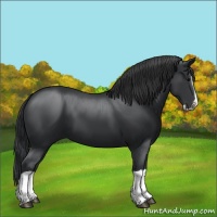 Horse Color:Black Splash