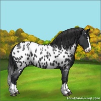 Horse Color:Black Splash Near Leopard 