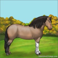 Horse Color:Bay Dun Tobiano 