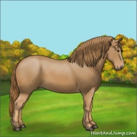 Horse Color:Chestnut Sabino
