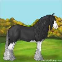Horse Color:Black Splash 