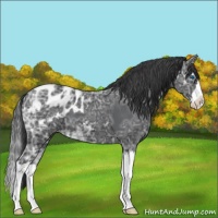 Horse Color:Black Ice Sabino Splash Blanket 
