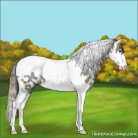 Horse Color:Smoky Grullo Ice Sabino Splash Tobiano Near Leopard 