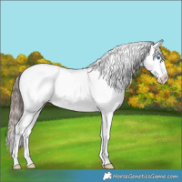 Horse Color:Black Ice Sabino Splash Appaloosa