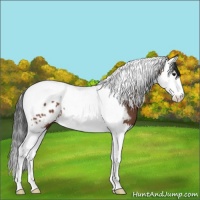 Horse Color:Bay Sabino Splash Tobiano Blanket