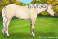 Horse Color:Silver Classic Champagne Pearl 