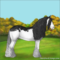 Horse Color:Black Ice Sabino Splash