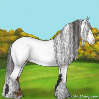 Horse Color:Bay Splash Appaloosa 
