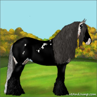 Horse Color:Bay Ice Sabino Splash Appaloosa 