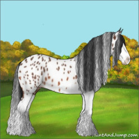 Horse Color:Bay Splash Near Leopard 