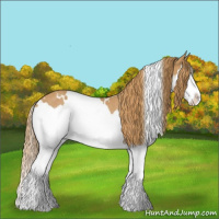 Horse Color:White Spotted Chestnut Splash Rabicano