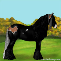 Horse Color:White Spotted Bay Sabino Splash