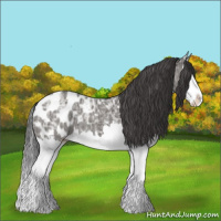 Horse Color:Grullo Ice Splash Appaloosa