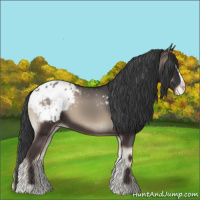 Horse Color:Blue Onyx Appaloosa 