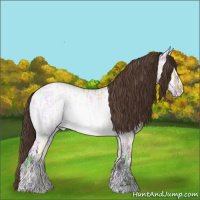 Horse Color:Bay Ice Dun Appaloosa