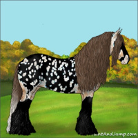 Horse Color:Bay Ice Dun Splash Appaloosa 